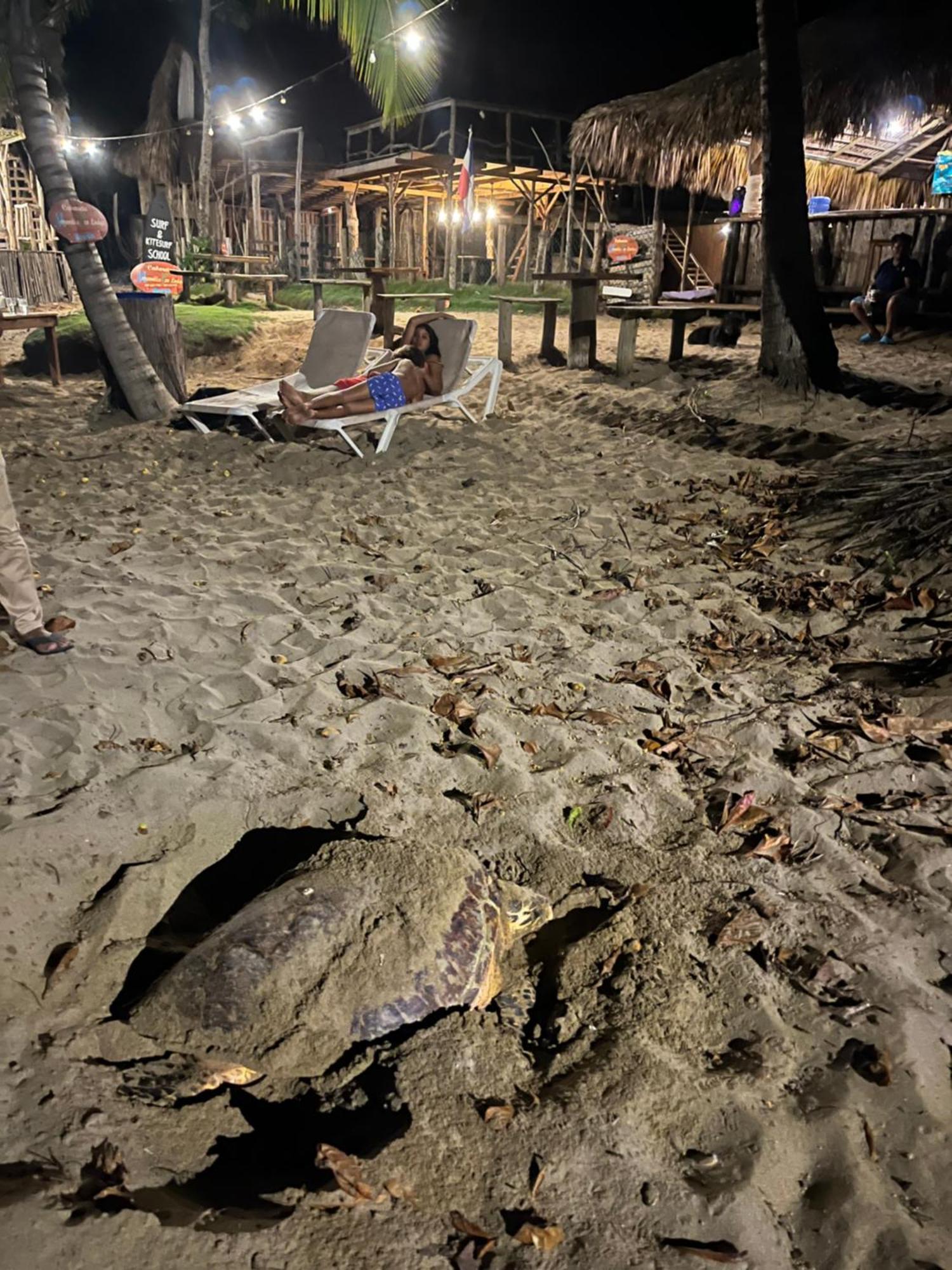 Cabarete Maravilla Eco Lodge Boutique Beach Surf Encuentro, Kite, By Aa Crypto Group 외부 사진
